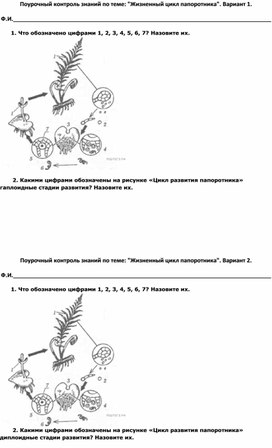 Поурочный контроль знаний по теме: "Жизненный цикл папоротника".