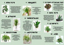 Топ - 10 комнатных растений