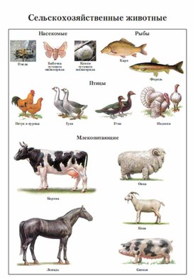Обложка для материала Окружающий мир для начальных классов_схема_40