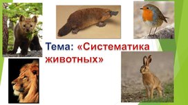 Обложка для материала Презентация на тему: "Систематика животных"