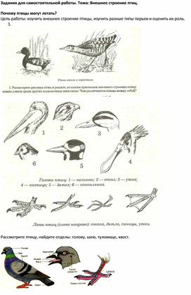 Задания для самостоятельной работы на уроке Внешнее строение птиц. 8 класс