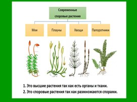 Обложка для материала Презентация по биологии "Папоротниковидные, плауновидные, хвощевидные"