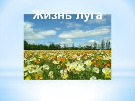 Презентация к уроку окружающего мира на тему "Жизнь луга", 4 класс, УМК "Школа России"