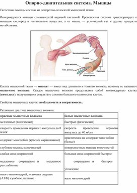 Опорно-двигательная система. Мышцы человека