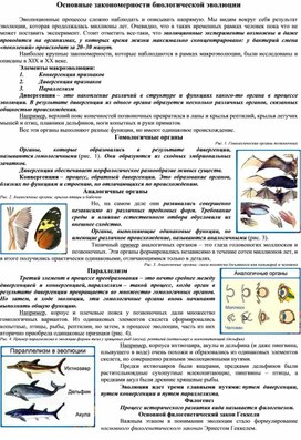 Основные закономерности биологической эволюции