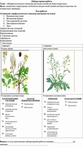 Лабораторная работа "Морфлогическое описание растения семейства Крестоцветные"