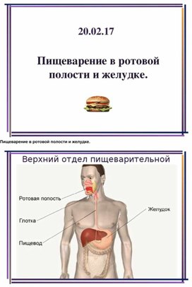 Обложка для материала Пищеварения в желудке