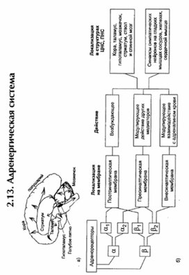 Обложка для материала материал по психофизиологии