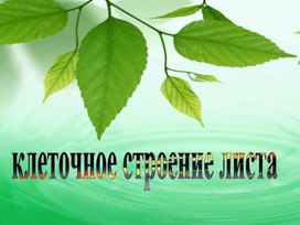 Обложка для материала Презентация по биологии "Клеточное строение листа"