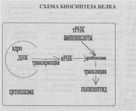 Материал к урокам  биологии