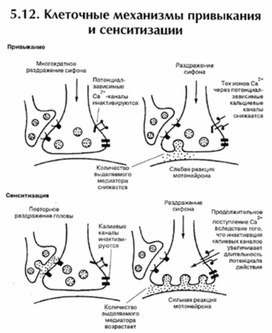 Обложка для материала материал по психофизиологии