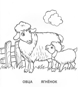 Обложка для материала ягненок