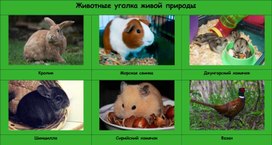 Карточки "Животные живой природы"