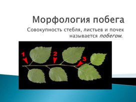 Презентация по технологии Морфология побега и листа декоративного растения