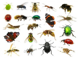 Презентация по биологии на тему "Значение насекомых в природе и хозяйственной деятельности человека"