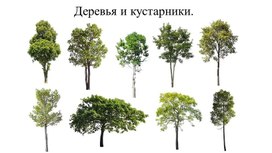 Обложка для материала Деревья и кустарники.