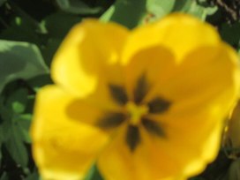 Шаблон «Жёлтые тюльпаны»
