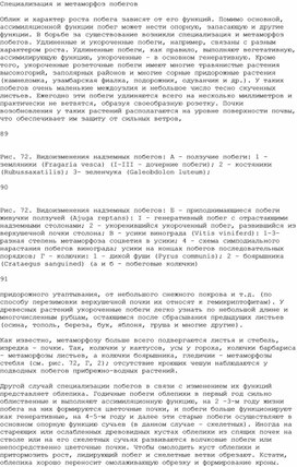 Обложка для материала Распространенные метаморфозы побегов