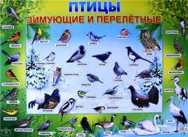 Обложка для материала птицы