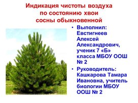 Презентация "Индикация чистоты воздуха по состоянию сосны обыкновенной"