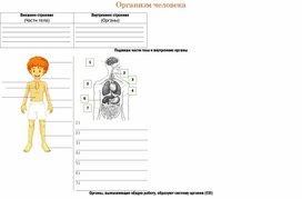 Рабочий лист по теме "Строение человека" 3 класс