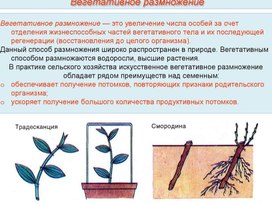 Презентация к уроку "Вегетативное размножение растений"