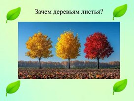 Обложка для материала Презентация по окружающему миру "Зачем деревьям листья" (1 класс)
