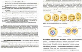 Ресурсный материал по теме Жизненный цикл клетки