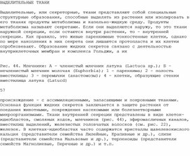 Обложка для материала Зонтичные