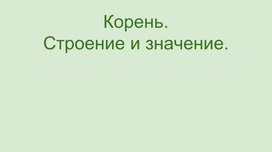 Обложка для материала все о значении корня и строение
