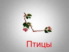 Презентация "Птицы Челябинской области"