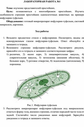 Инфузория туфелька рисунок (48 фото)