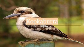 Обложка для материала Презентация "Кукабарра"