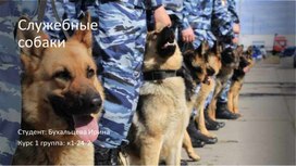 Обложка для материала Служебные собаки.
