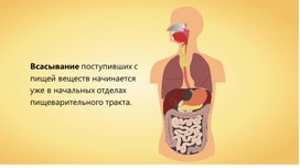 Обложка для материала Поступление пищи