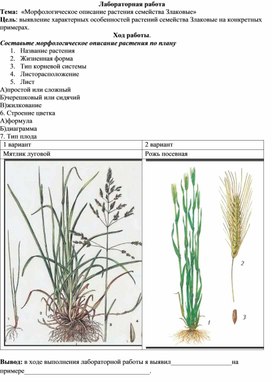 Лабораторная работа "Морфологическое описание растения семейства Злаковые"