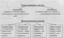 Материал к урокам  биологии