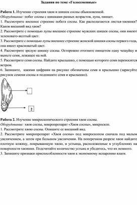 Для урока. Голосеменные.