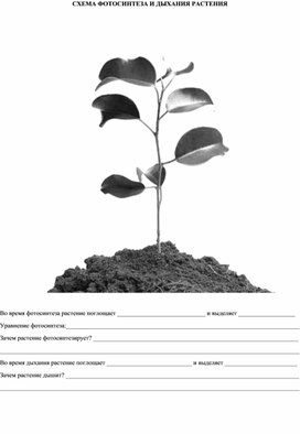 Дыхание и фотосинтез растений