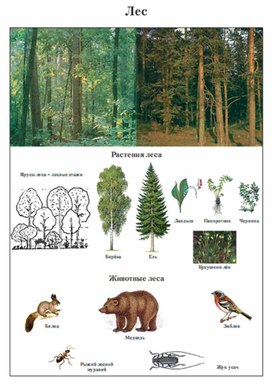 Обложка для материала Окружающий мир для начальных классов_схема_37
