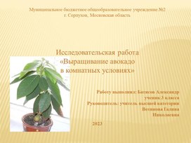 Исследовательская работа «Выращивание авокадо  в комнатных условиях»