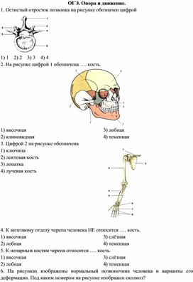 Под каким номером на рисунке обозначена ключица