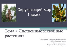 Обложка для материала Тема « Лиственные и хвойные растения»