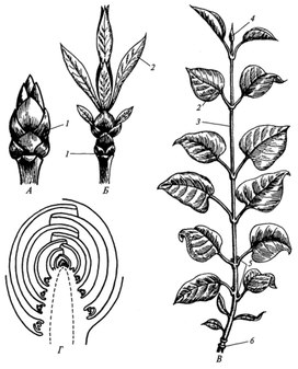 Тест побег биология 6. Побег биология. Побег растения. Побег (ботаника). Строение побега гидатофита.