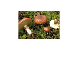 Обложка для материала Дидактическая игра "Назови гриб"