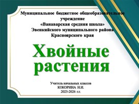 Обложка для материала Презентация на тему "Хвойные растения"
