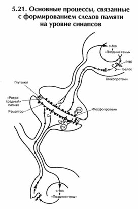 Обложка для материала материал по психофизиологии