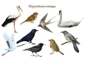 Обложка для материала Перелётные птицы