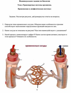 Индивидуальные задания (работа с рисунком) по теме "Транспортные системы организма. Кровеносная и лимфатическая системы"