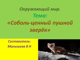 Презентация по окружающему миру. Тема: Соболь - ценный пушной зверек".